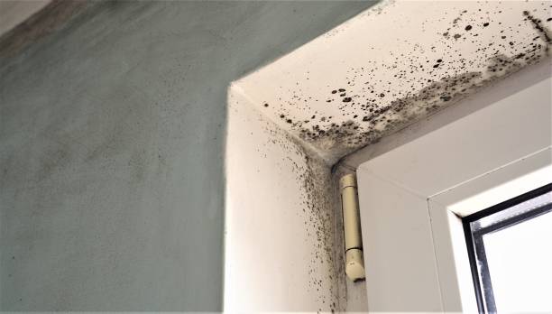 Best Air Quality Testing for Mold Spores  in El Cerro, NM