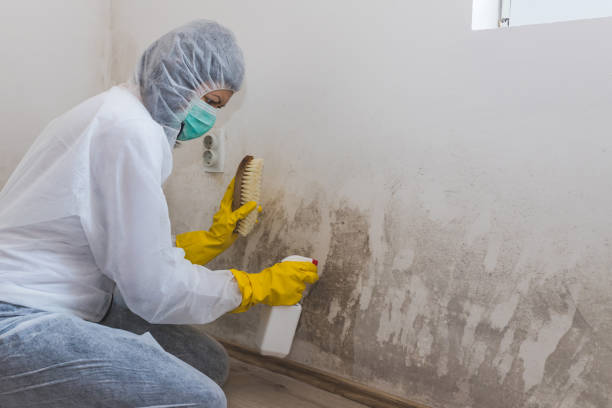 Best Industrial Mold Remediation  in El Cerro, NM