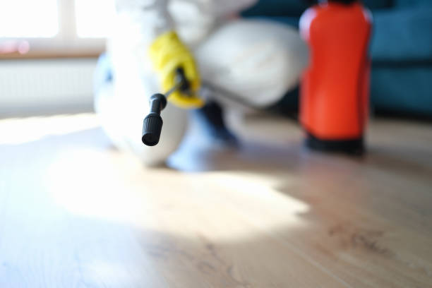 Best Mold Removal for HVAC Installations  in El Cerro, NM