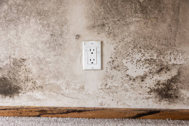 Best Dehumidification Services  in El Cerro, NM