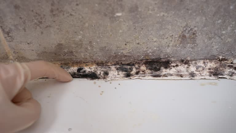 Best Comprehensive Air Testing for Mold Contaminants  in El Cerro, NM
